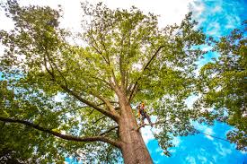 Best Lawn Maintenance Plans  in Union Mill, VA