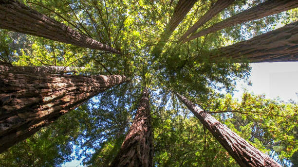 How Our Tree Care Process Works  in  Union Mill, VA