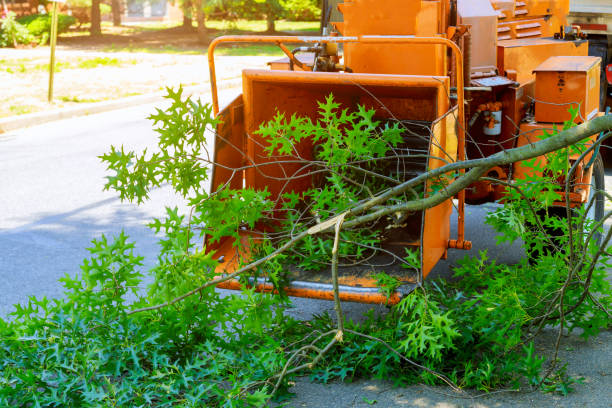 Best Stump Grinding and Removal  in Union Mill, VA