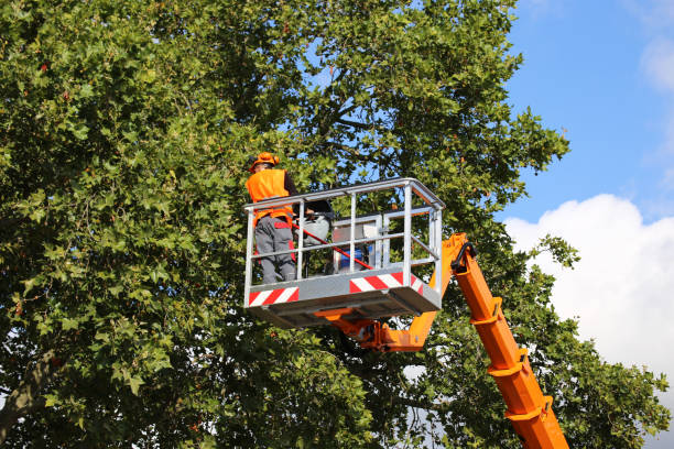 Best Hazardous Tree Removal  in Union Mill, VA