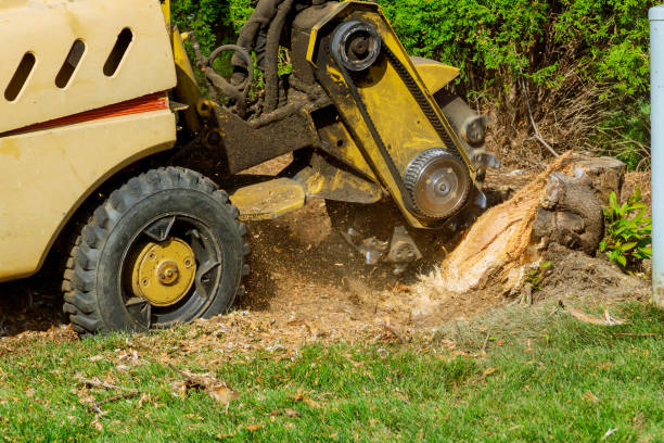 Best Lawn Renovation and Restoration  in Union Mill, VA