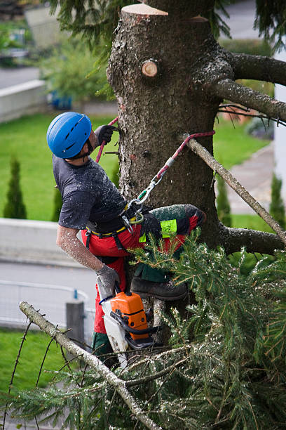 Best Arborist Consultation Services  in Union Mill, VA