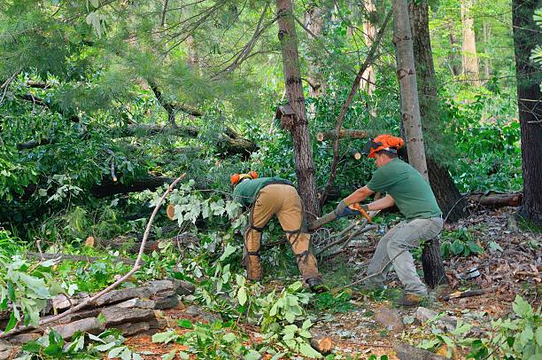 Best Landscape Design and Installation  in Union Mill, VA